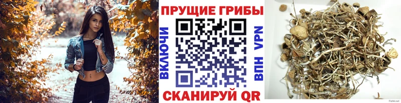 mega ссылки  Мензелинск  Псилоцибиновые грибы ЛСД  как найти  